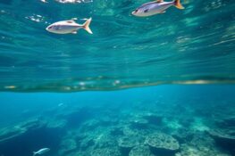 How Marine Conservation in Malaysia Shape Geopolitical Strategy